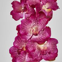 Real Touch phalaenopsis Orchid 78cm Purple