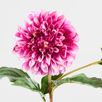 Soft Touch Tulip Stem Light Pink