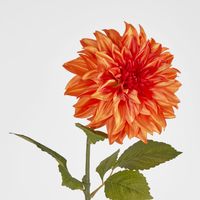 Orange Dahlia