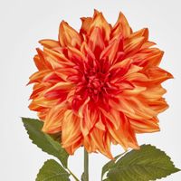 Dahlia Orange