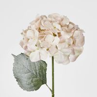 Snow Covered Pink Christmas Hydrangea with 2 Leaves