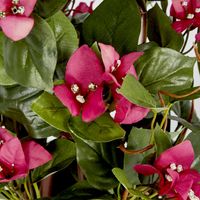 61cm Climbing Pink Bougainvillea in Pot