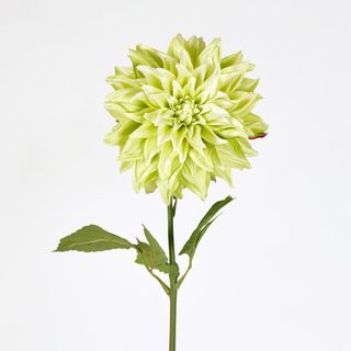 Green Dahlia