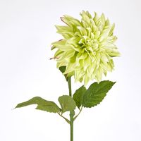 Green Dahlia