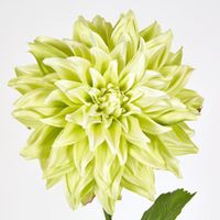 Dahlia Green