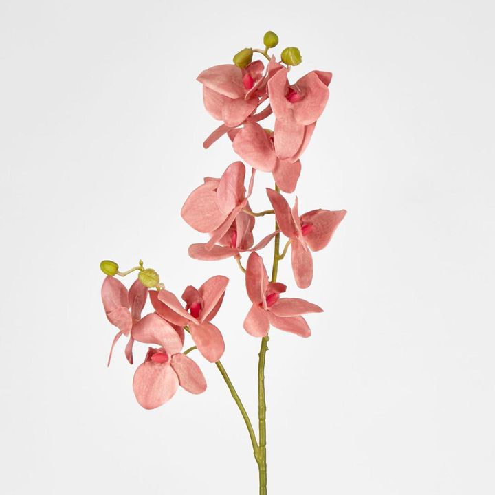 Phalaenopsis Orchid spray