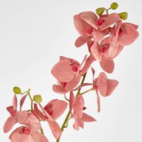 Phalaenopsis Orchid spray