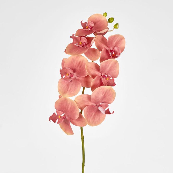 Phalaenopsis Orchid Pink