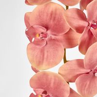 Phalaenopsis Orchid Pink
