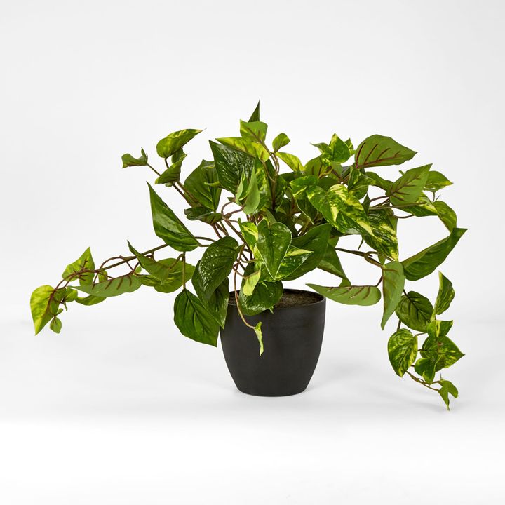 Green Yellow Pothos in Pot