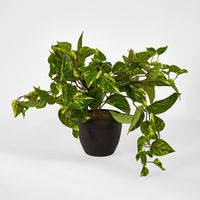 Green Yellow Pothos in Pot