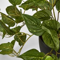 Green Pothos in Pot