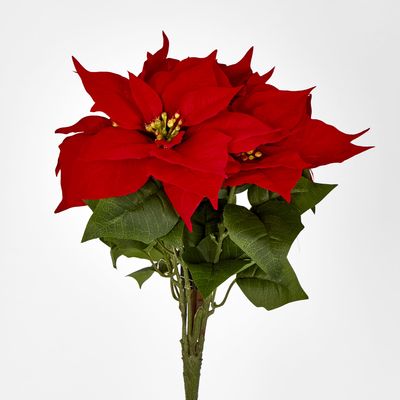 Red Velvet Poinsettia  Bush by 5