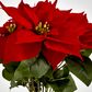 Red Velvet Poinsettia  Bush by 5