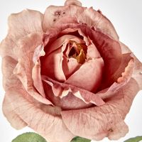 Dusty Peach Dried Rose
