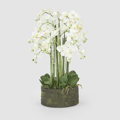 Orchid in Paper Pot Extra Large 90cm White