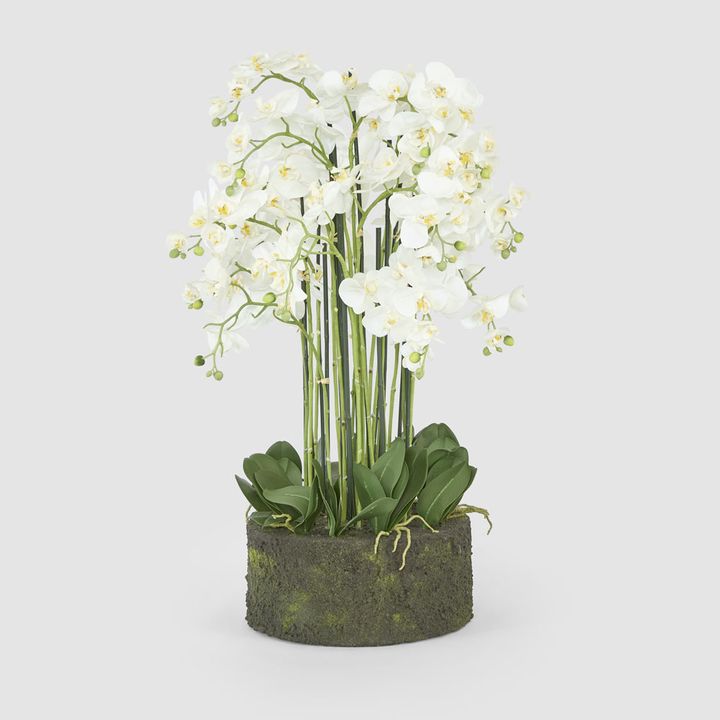 Orchid in Paper Pot Extra Large 90cm White