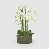 Orchid in Paper Pot Extra Large 90cm White