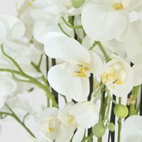 Orchid in Paper Pot Extra Large 90cm White