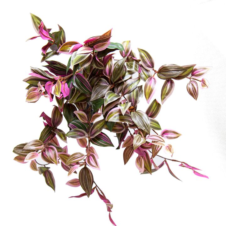 Wandering Jew Bush 50cm Purple & Green