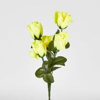 Rosebud Bush Sold in Box Qty Only