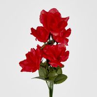 Rose Bush Sold in Box Qty Only