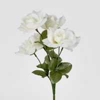Rose Bush Sold in Box Qty Only