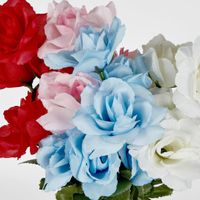 Rose Bush Sold in Box Qty Only