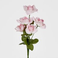 Rose Bush Sold in Box Qty Only