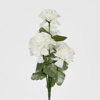 Carnation Bush Sold in Box Qty Only