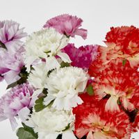 Carnation Bush Sold in Box Qty Only