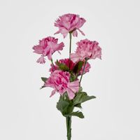 Carnation Bush Sold in Box Qty Only