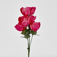 Peony Bush Sold in Box Qty Only