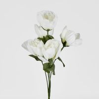 Peony Bush Sold in Box Qty Only