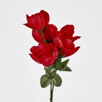 Peony Bush Sold in Box Qty Only