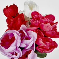 Peony Bush Sold in Box Qty Only