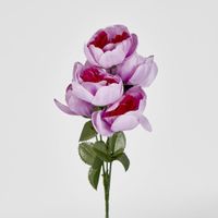 Peony Bush Sold in Box Qty Only