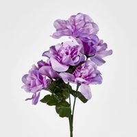 Dahlia Bush Sold in Box Qty Only