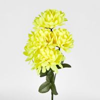 Chrysanthemum Bush Sold in Box Qty Only