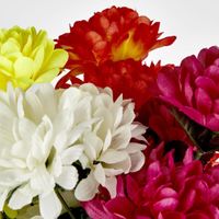 Chrysanthemum Bush Sold in Box Qty Only