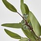 Green Eucalyptus Spray with Seed