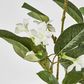 Stephanotis