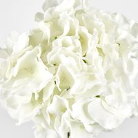 White Hydrangea