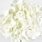 White Hydrangea