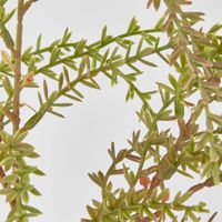 Brown Green leaf Spray