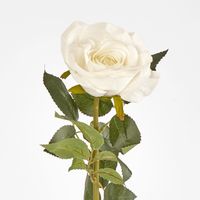 White Open Rose Stem 68cm