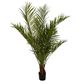 Palm Tree 2m