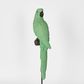 Amabela Parrot Small Green