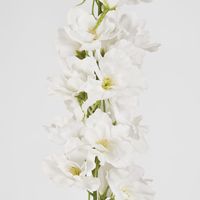 Bella Single Head Delphinium White