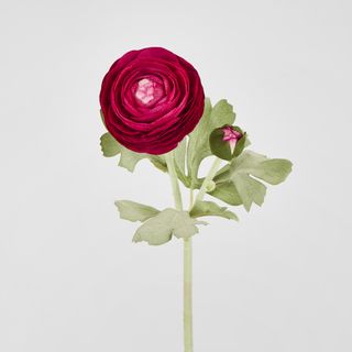 Clara Fuschia Ranunculus Spray
49cm